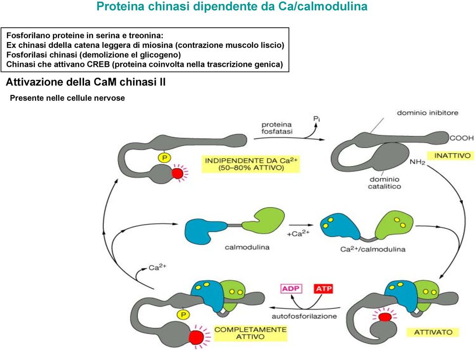 Fosforilasi chinasi (demolizione el glicogeno) Chinasi che attivano CREB (proteina