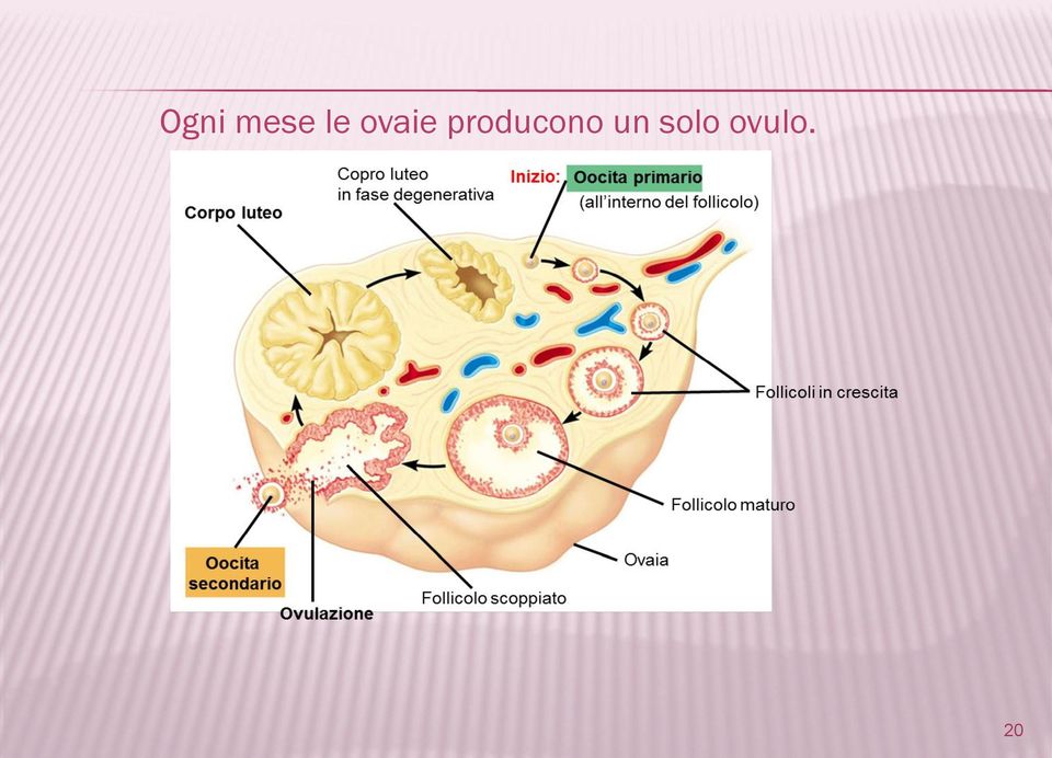 producono