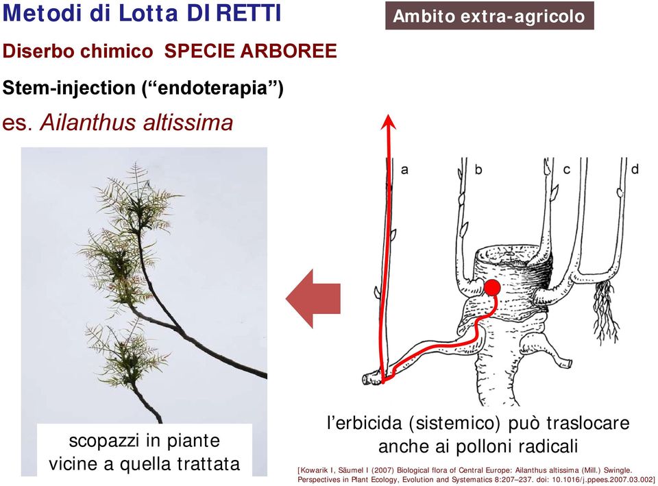 anche ai polloni radicali [Kowarik I, Säumel I (2007) Biological flora of Central Europe: Ailanthus