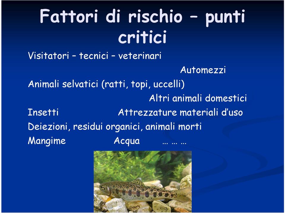 Automezzi Altri animali domestici Insetti Attrezzature