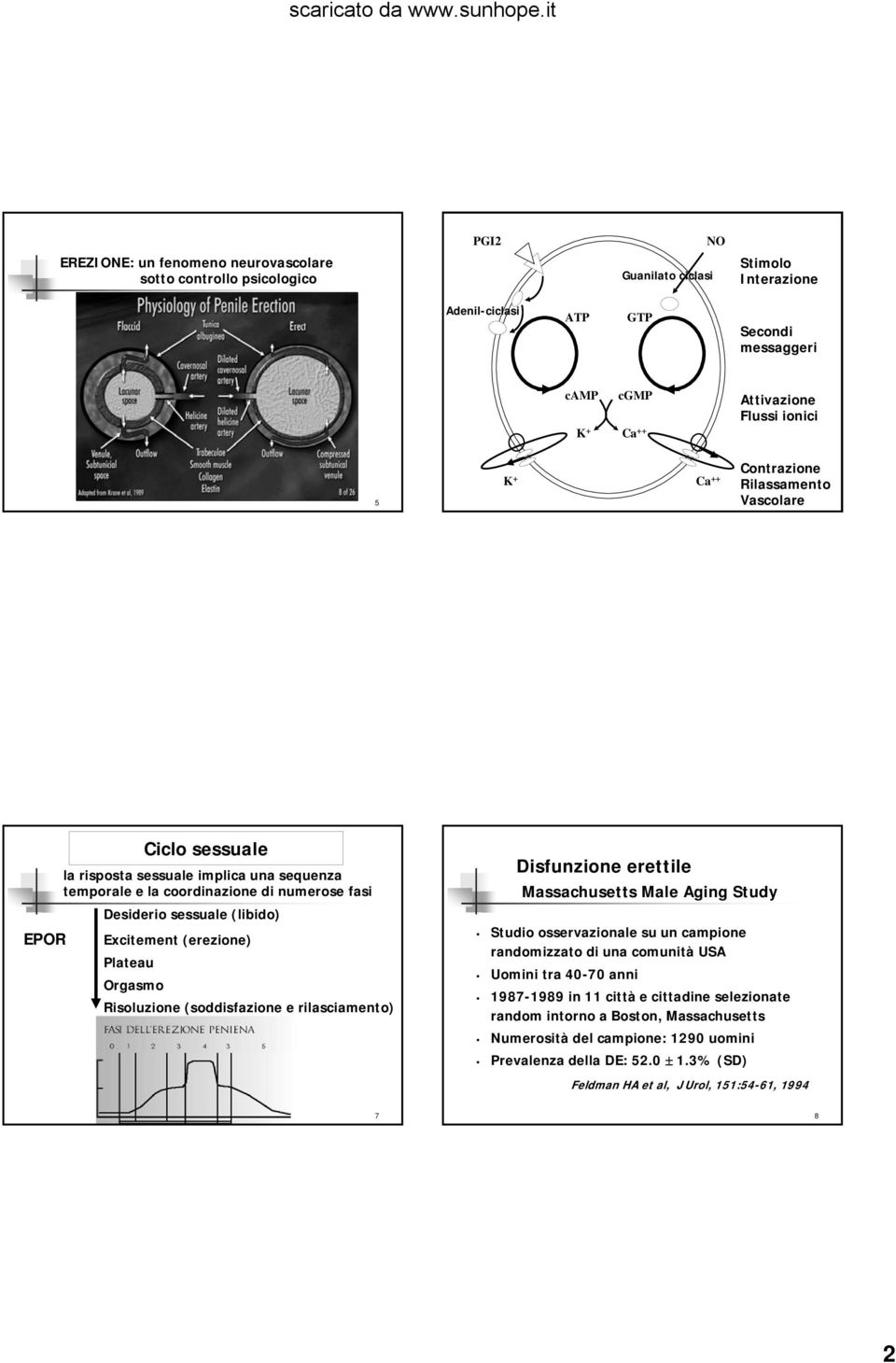 (erezione) Plateau Orgasmo Risoluzione (soddisfazione e rilasciamento) Disfunzione erettile Massachusetts Male Aging Study Studio osservazionale su un campione randomizzato di una comunità USA Uomini