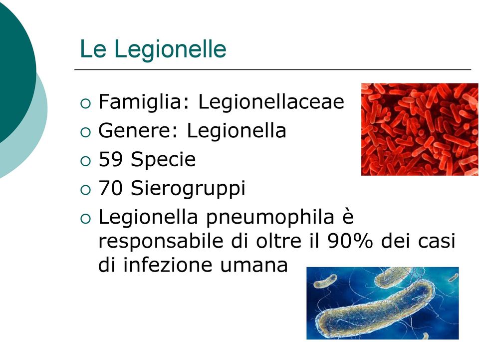 Sierogruppi Legionella pneumophila è