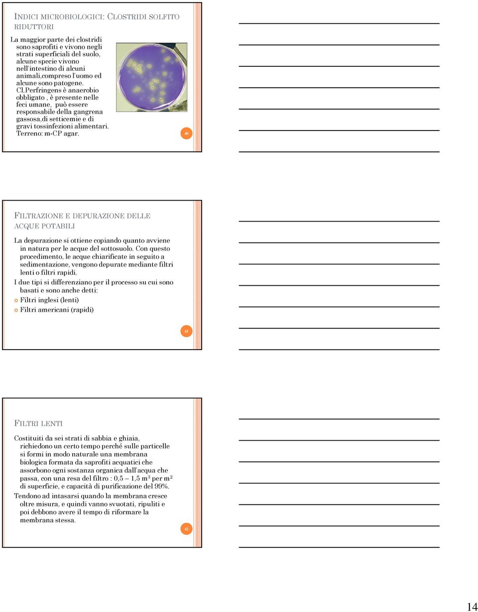 Perfringens è anaerobio obbligato, è presente nelle feci umane, può essere responsabile della gangrena gassosa,di setticemie e di gravi tossinfezioni alimentari. Terreno: m-cp agar.