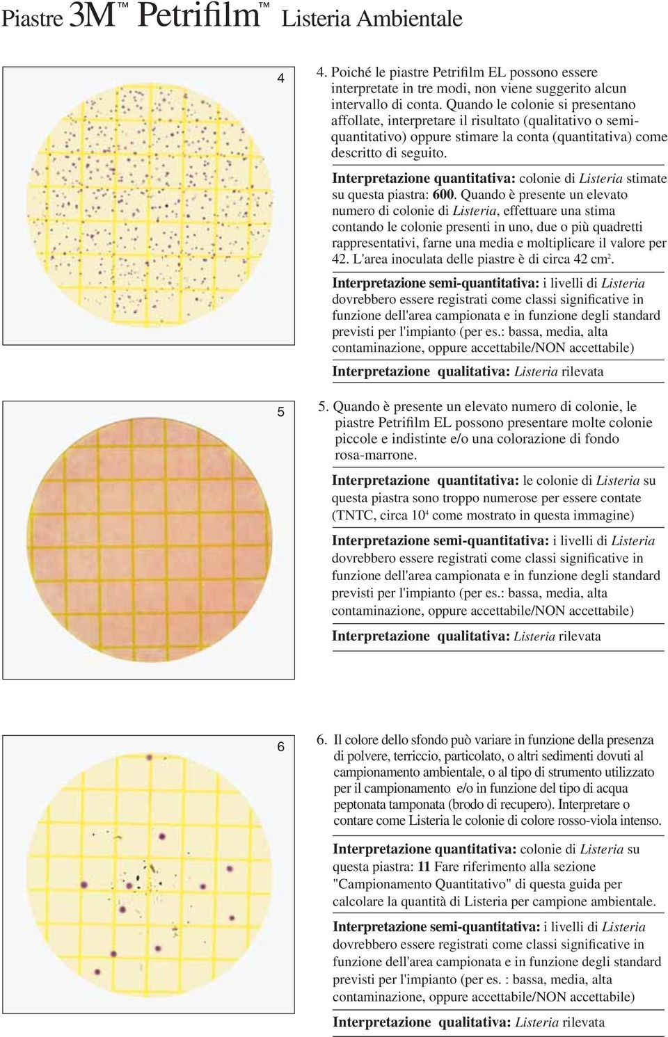 Interpretazione quantitativa: colonie di Listeria stimate su questa piastra: 600.