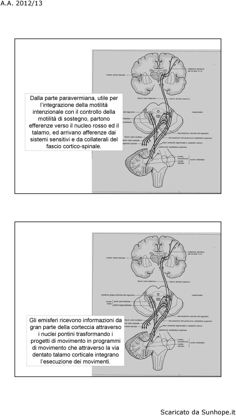 cortico-spinale.