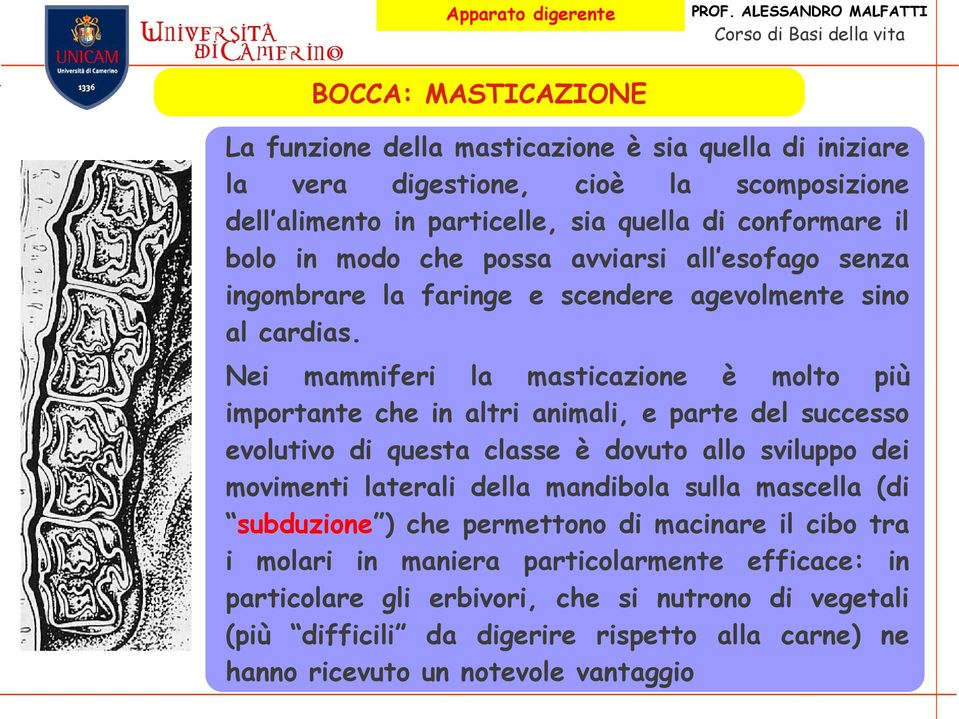 Nei mammiferi la masticazione è molto più importante che in altri animali, e parte del successo evolutivo di questa classe è dovuto allo sviluppo dei movimenti laterali della