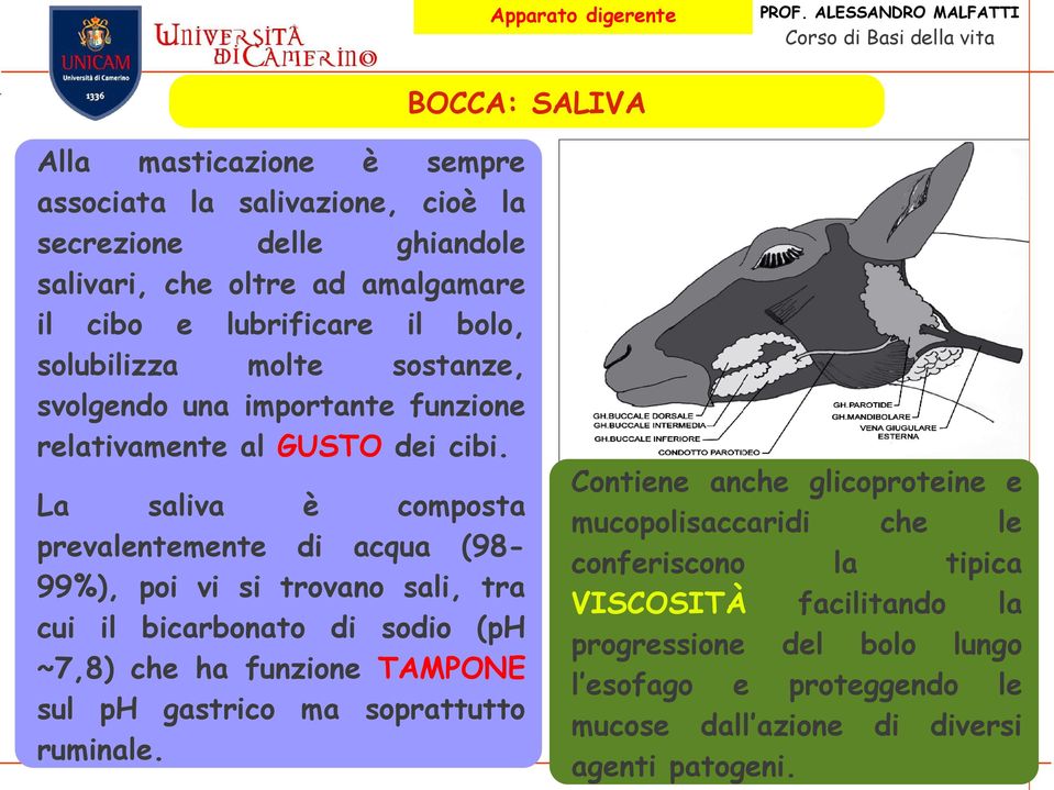 La saliva è composta prevalentemente di acqua (9899%), poi vi si trovano sali, tra cui il bicarbonato di sodio (ph ~7,8) che ha funzione TAMPONE sul ph gastrico ma