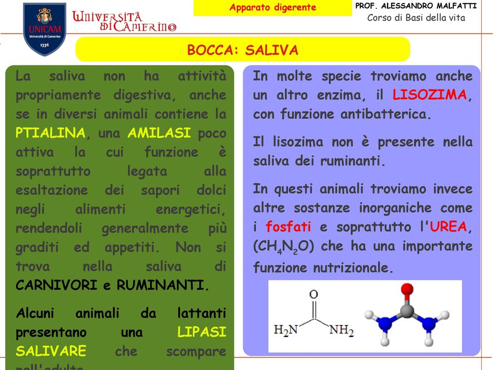 Alcuni animali da lattanti presentano una LIPASI SALIVARE che scompare In molte specie troviamo anche un altro enzima, il LISOZIMA, con funzione antibatterica.