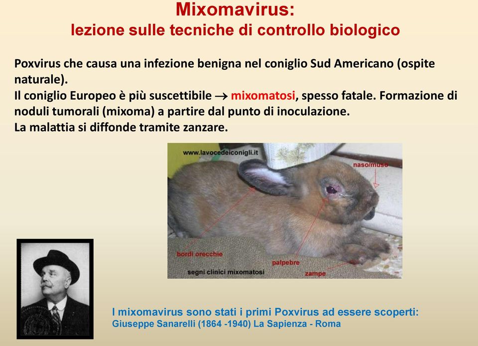 Formazione di noduli tumorali (mixoma) a partire dal punto di inoculazione.