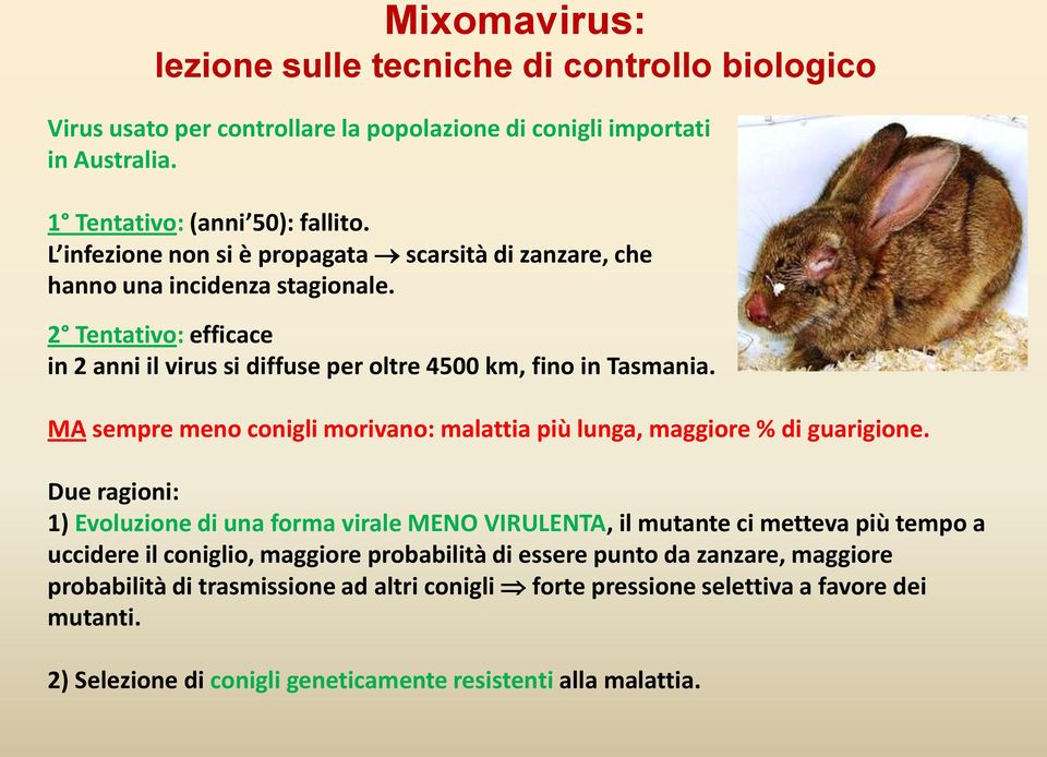 MA sempre meno conigli morivano: malattia più lunga, maggiore % di guarigione.