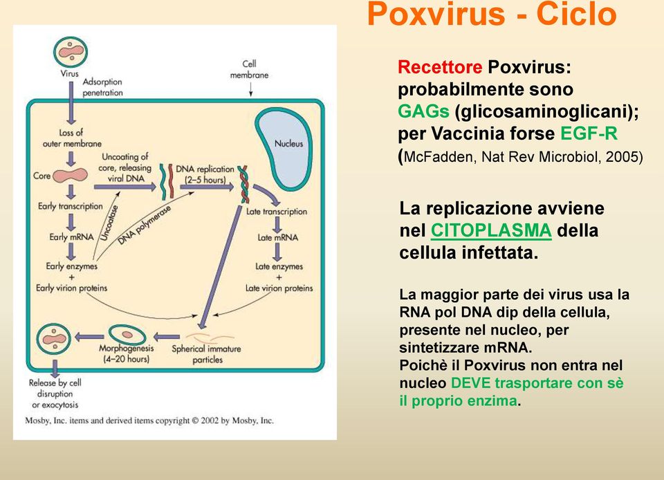 cellula infettata.