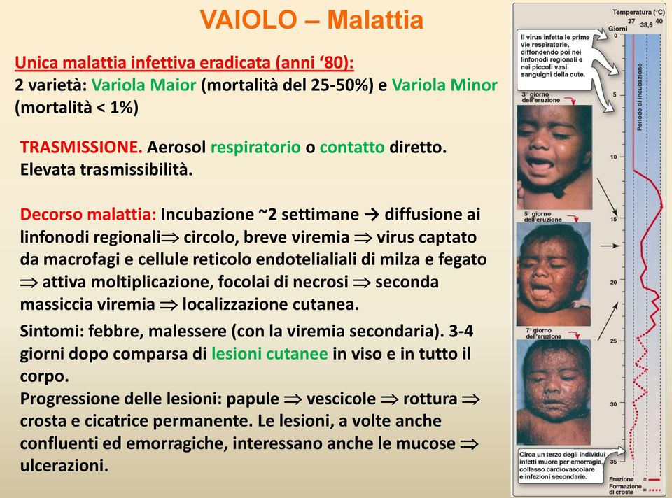 Decorso malattia: Incubazione ~2 settimane diffusione ai linfonodi regionali circolo, breve viremia virus captato da macrofagi e cellule reticolo endotelialiali di milza e fegato attiva