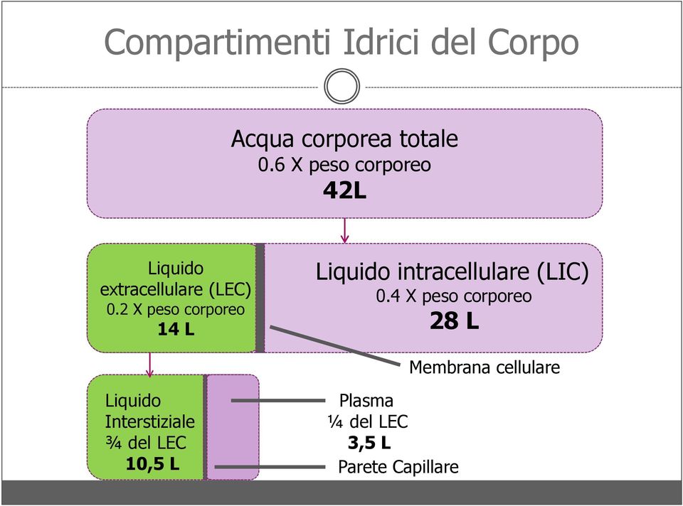 2 X peso corporeo 14 L Liquido intracellulare (LIC) 0.