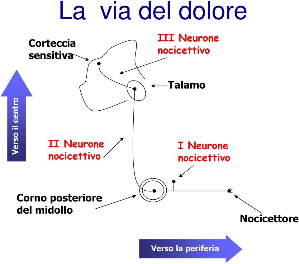nocicettivo Talamo I Neurone nocicettivo Corno