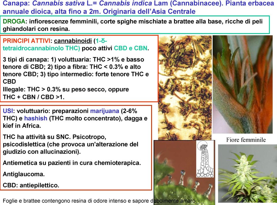 PRINCIPI ATTIVI: cannabinoidi (1-δtetraidrocannabinolo THC) poco attivi CBD e CBN. 3 tipi di canapa: 1) voluttuaria: THC >1% e basso tenore di CBD; 2) tipo a fibra: THC < 0.