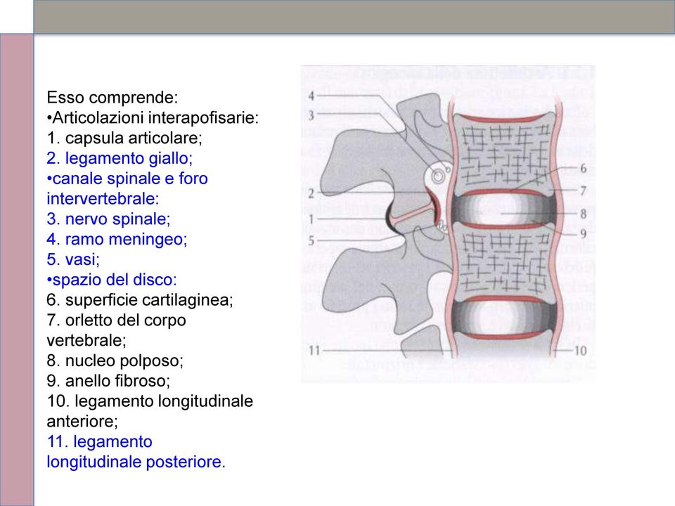 ramo meningeo; 5. vasi; spazio del disco: 6. superficie cartilaginea; 7.