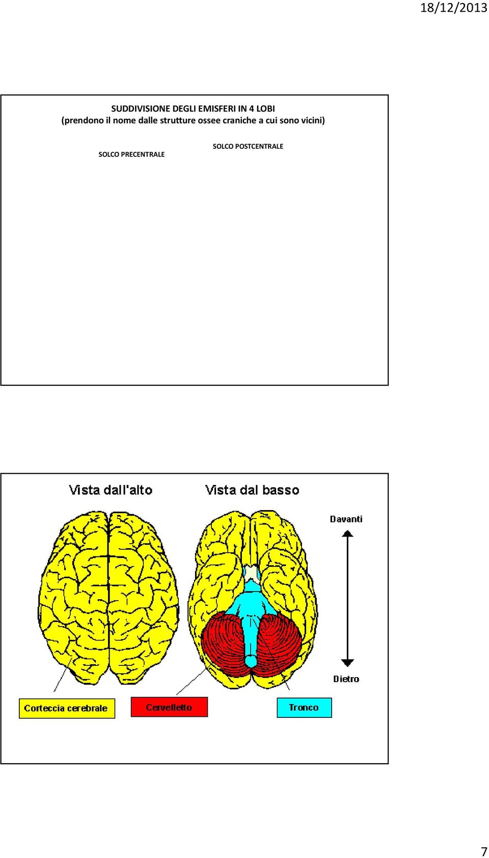 strutture ossee craniche a cui sono