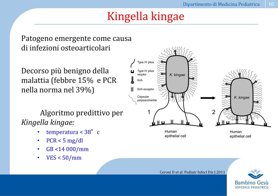 e PCR nella norma nel 39%) Algoritmo predittivo per Kingella kingae: temperatura <