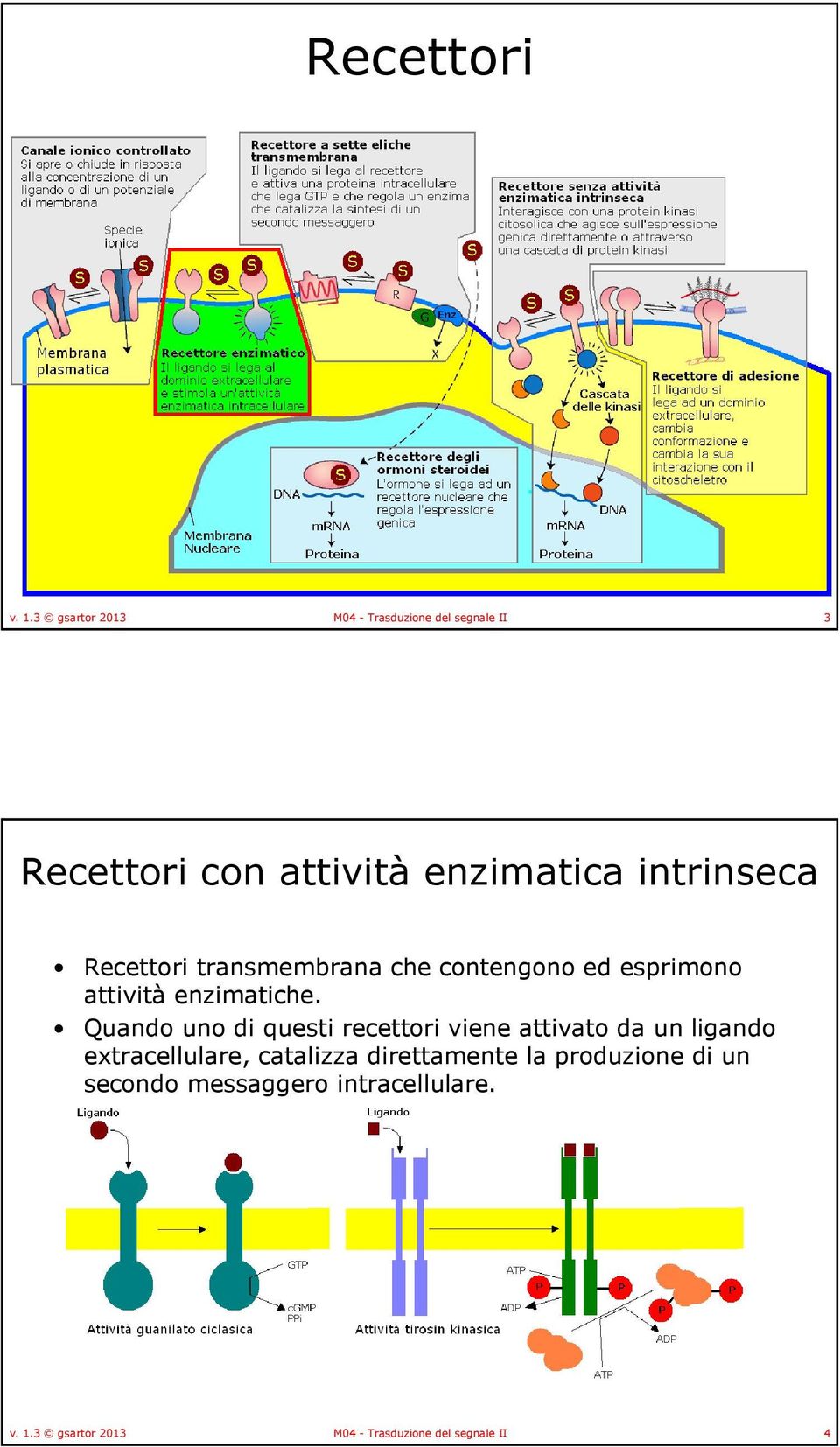 Recettori transmembranache contengono ed esprimono attivitàenzimatiche.