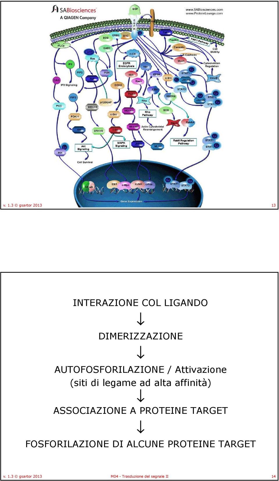 ad alta affinità) ASSCIAZINE A PRTEINE TARGET FSFRILAZINE DI ALCUNE