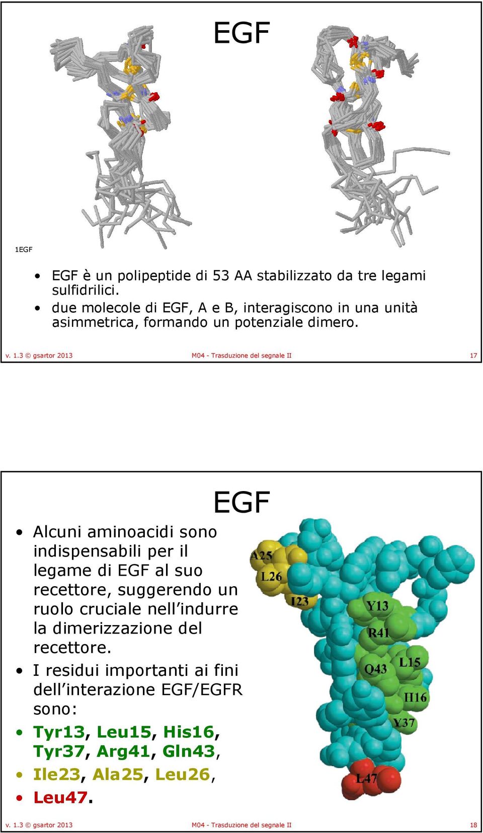 3 gsartor 2013 M04 - Trasduzione del segnale II 17 EGF Alcuni aminoacidi sono indispensabili per il legame di EGF al suo recettore, suggerendo