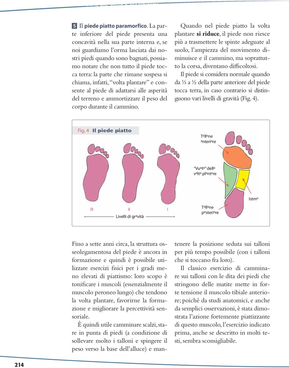 terra: la parte che rimane sospesa si chiama, infatti, volta plantare e consente al piede di adattarsi alle asperità del terreno e ammortizzare il peso del corpo durante il cammino.