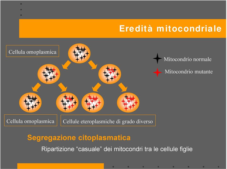 eteroplasmiche di grado diverso Segregazione