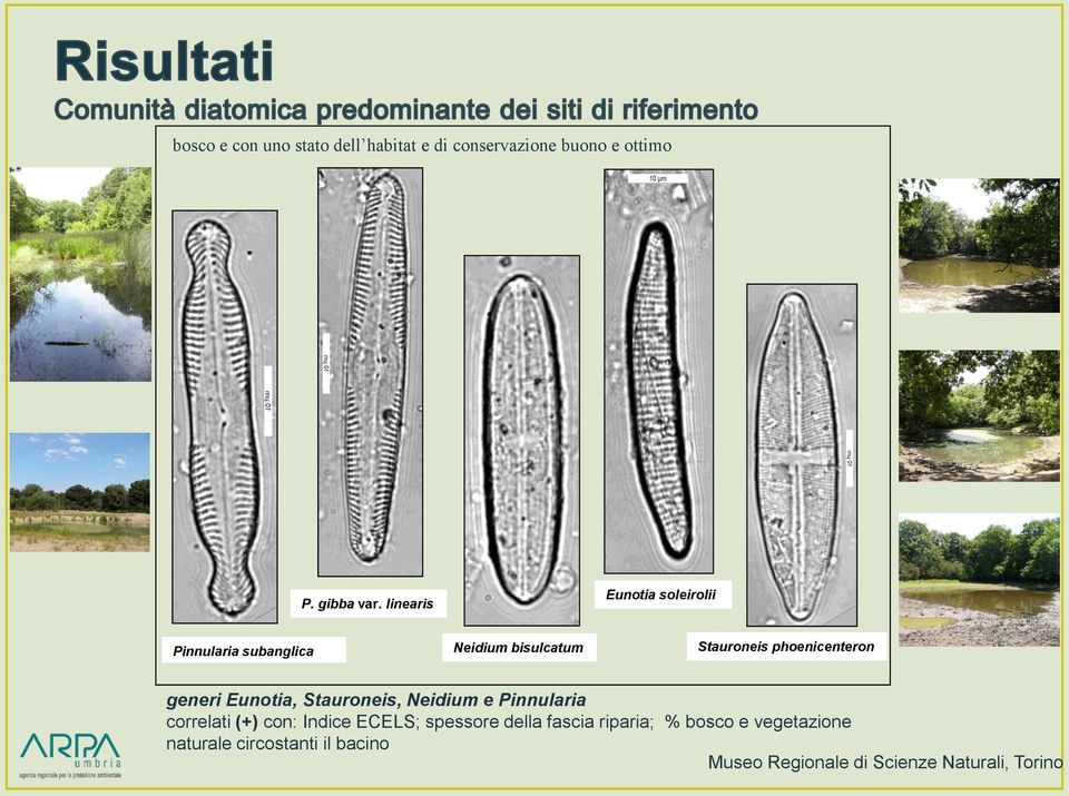 phoenicenteron generi Eunotia, Stauroneis, Neidium e Pinnularia correlati (+) con: