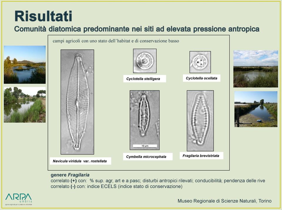 rostellata Cymbella microcephala Fragilaria brevistriata genere Fragilaria correlato (+) con: