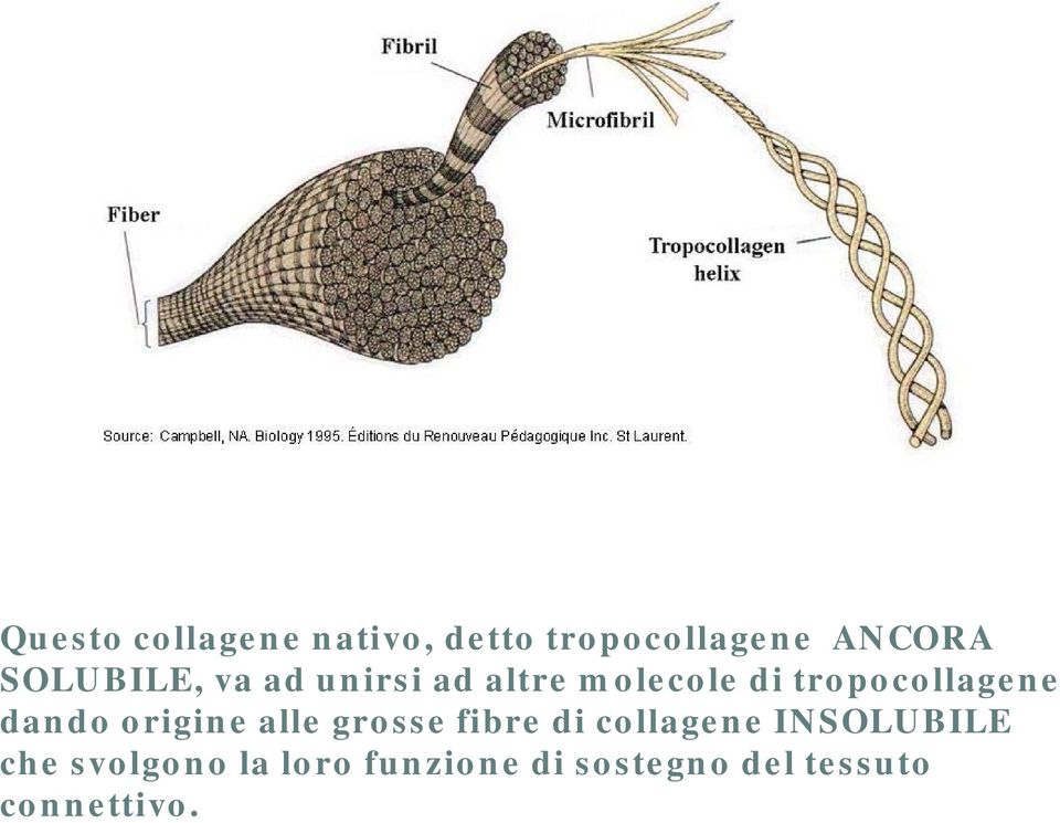 dando origine alle grosse fibre di collagene INSOLUBILE