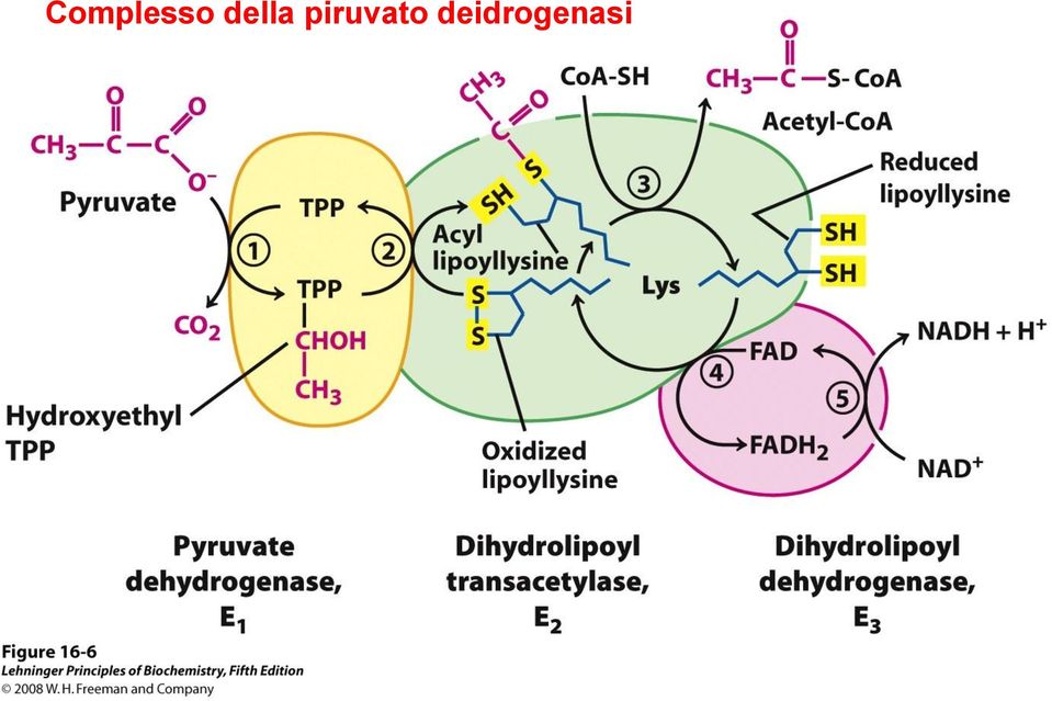 piruvato