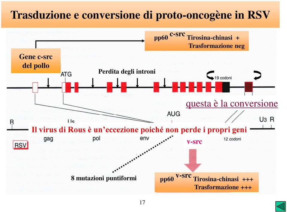 con altri è 12 la codoni conversione del genoma Il virus di Rous è un eccezione poiché non