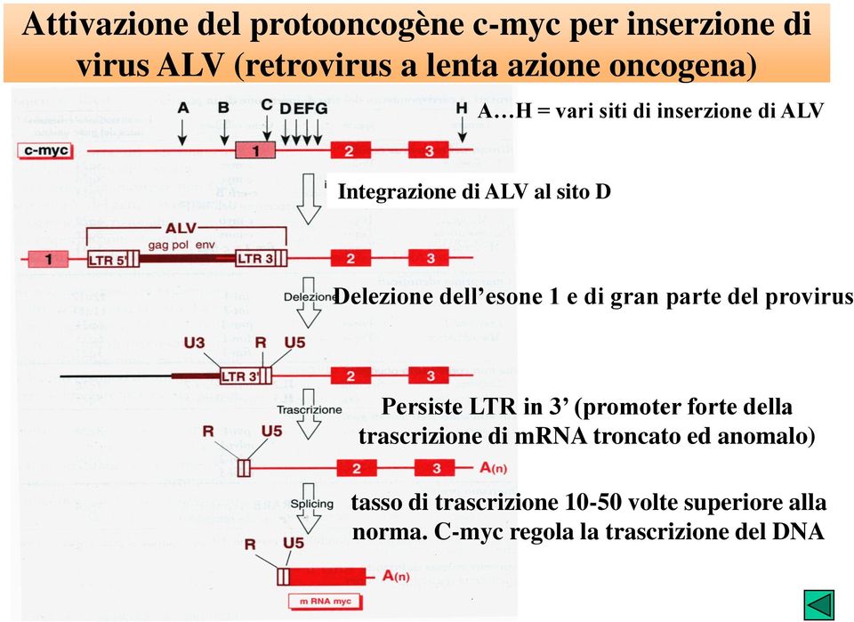 1 e di gran parte del provirus Persiste LTR in 3 (promoter forte della trascrizione di mrna