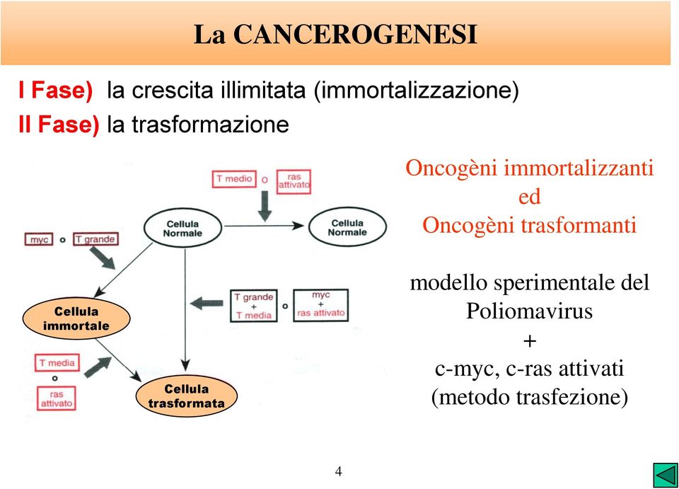 immortalizzanti ed Oncogèni trasformanti Cellula immortale Cellula