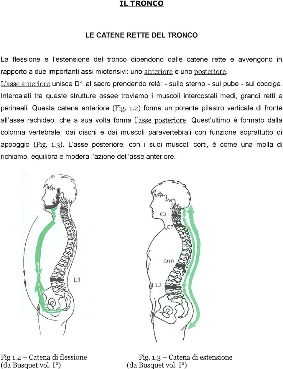 Questa catena anteriore (Fig. 1.2) forma un potente pilastro verticale di fronte all asse rachideo, che a sua volta forma l asse posteriore.