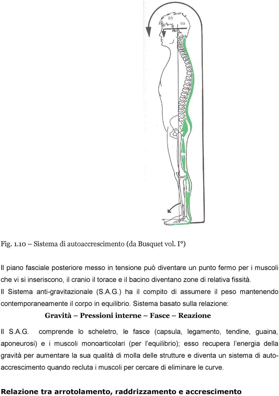 Il Sistema anti-gravitazionale (S.A.G.) ha il compito di assumere il peso mantenendo contemporaneamente il corpo in equilibrio.