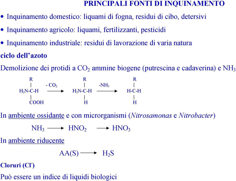 ammine biogene (putrescina e cadaverina) e NH 3 R R R - CO 2 -NH 3 H 2 N-C-H H 2 N-C-H H-C-H COOH H H In ambiente ossidante e con