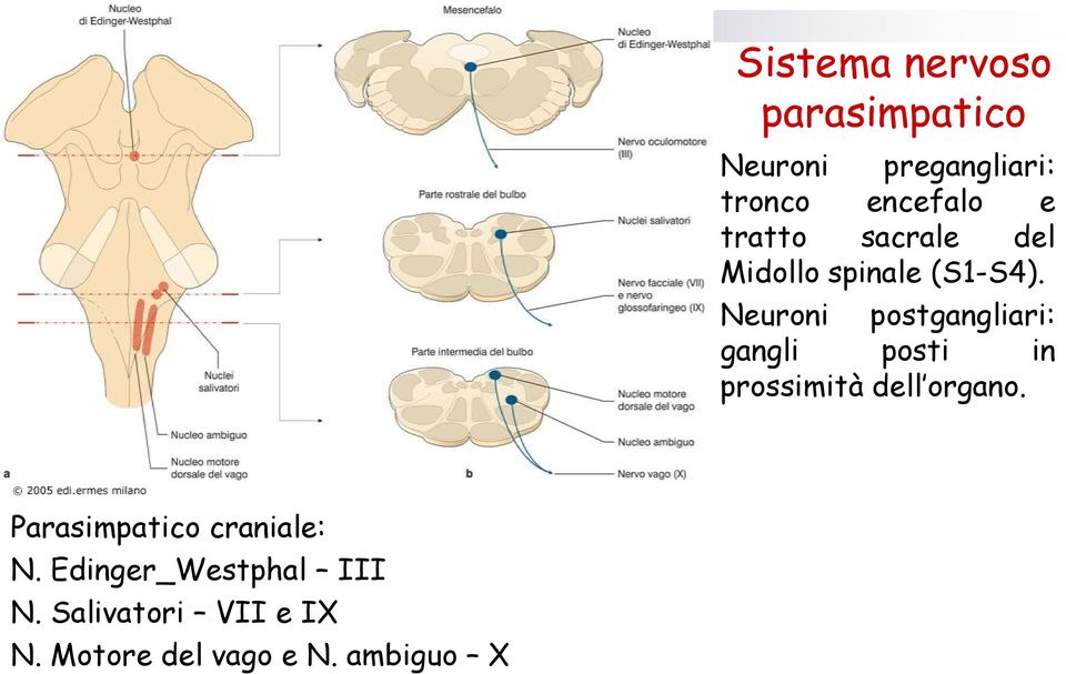Neuroni postgangliari: gangli posti in prossimità dell organo.