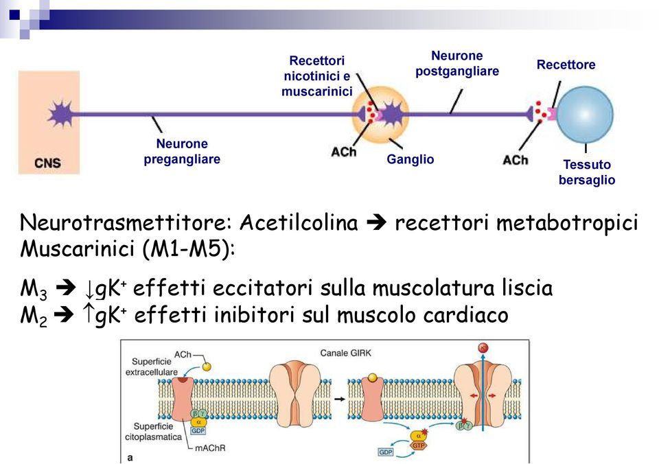 Acetilcolina recettori metabotropici Muscarinici (M1-M5): M 3 gk +