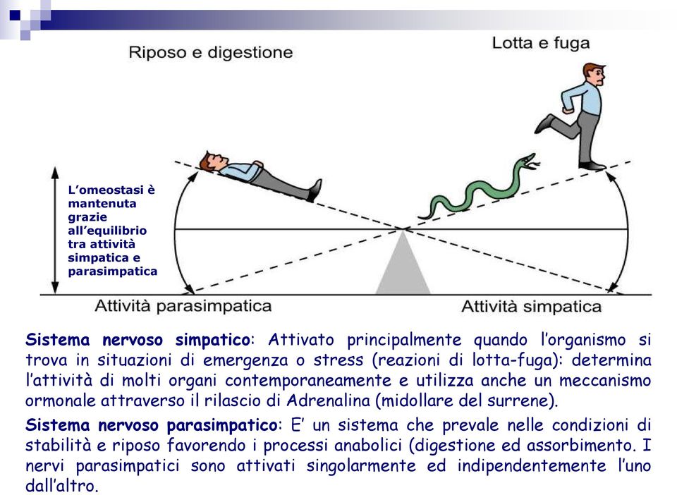 meccanismo ormonale attraverso il rilascio di Adrenalina (midollare del surrene).
