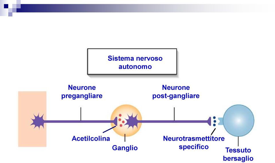 post-gangliare SNC Acetilcolina