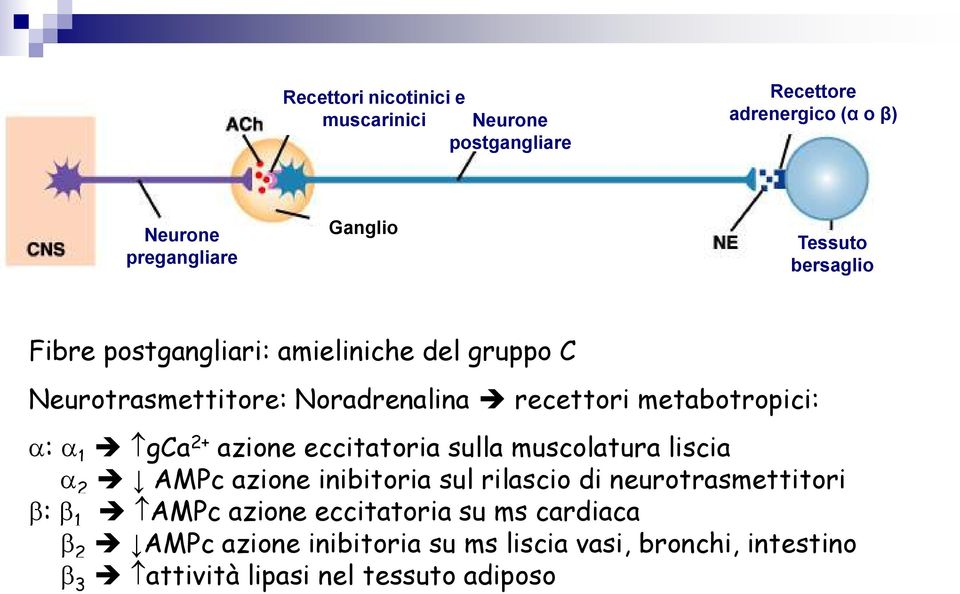 2+ azione eccitatoria sulla muscolatura liscia 2 AMPc azione inibitoria sul rilascio di neurotrasmettitori : 1 AMPc azione