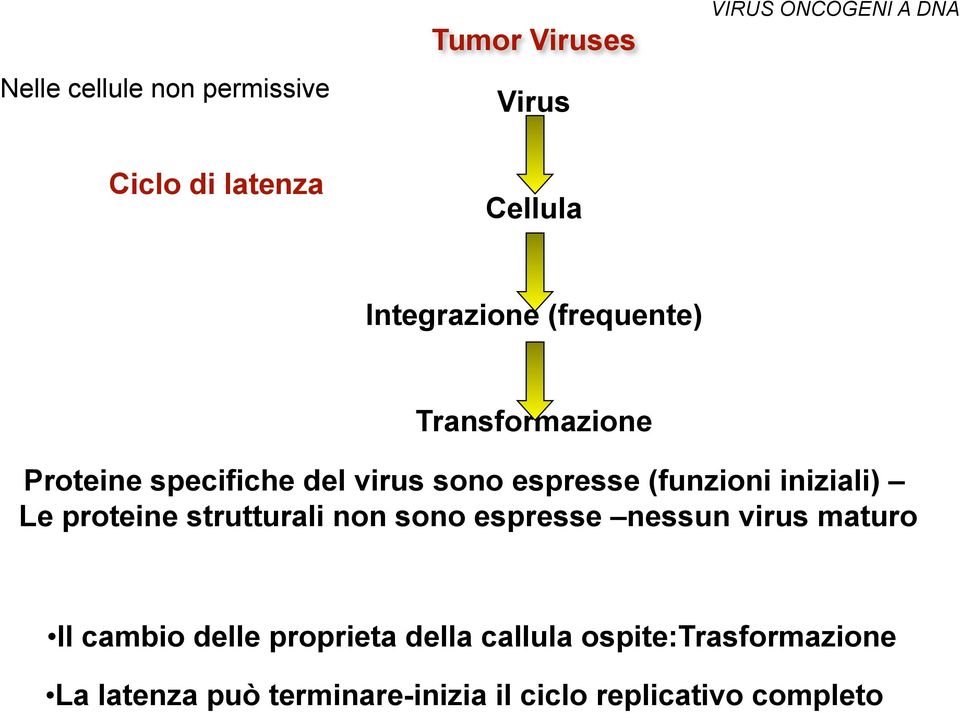 iniziali) Le proteine strutturali non sono espresse nessun virus maturo!