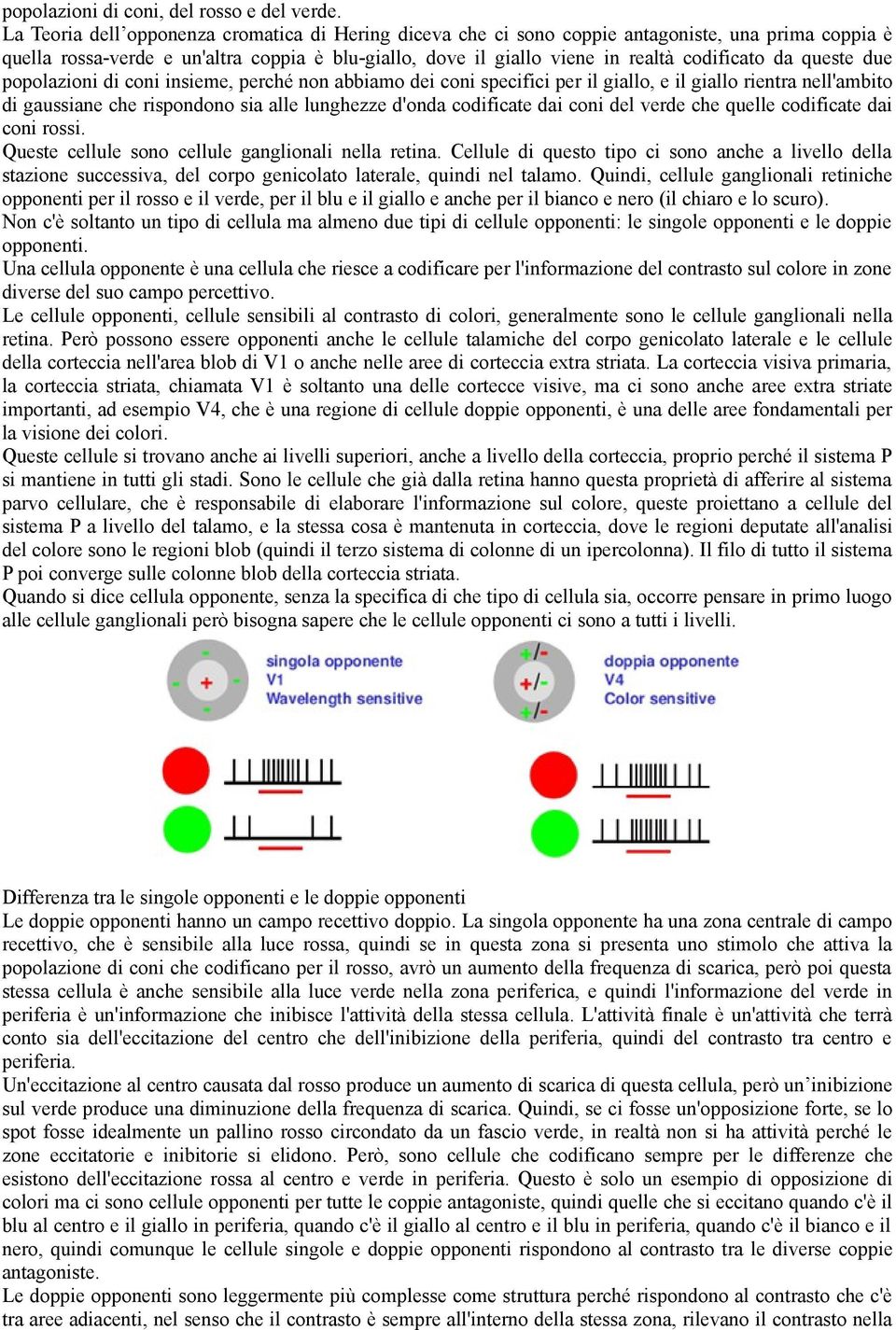 queste due popolazioni di coni insieme, perché non abbiamo dei coni specifici per il giallo, e il giallo rientra nell'ambito di gaussiane che rispondono sia alle lunghezze d'onda codificate dai coni