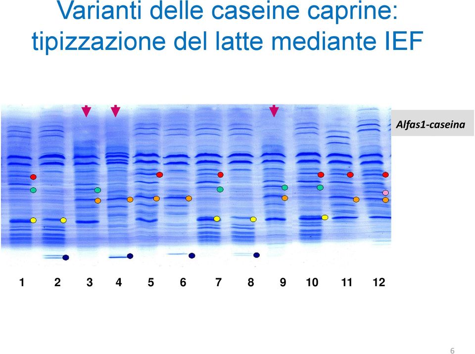 latte mediante IEF Alfas1