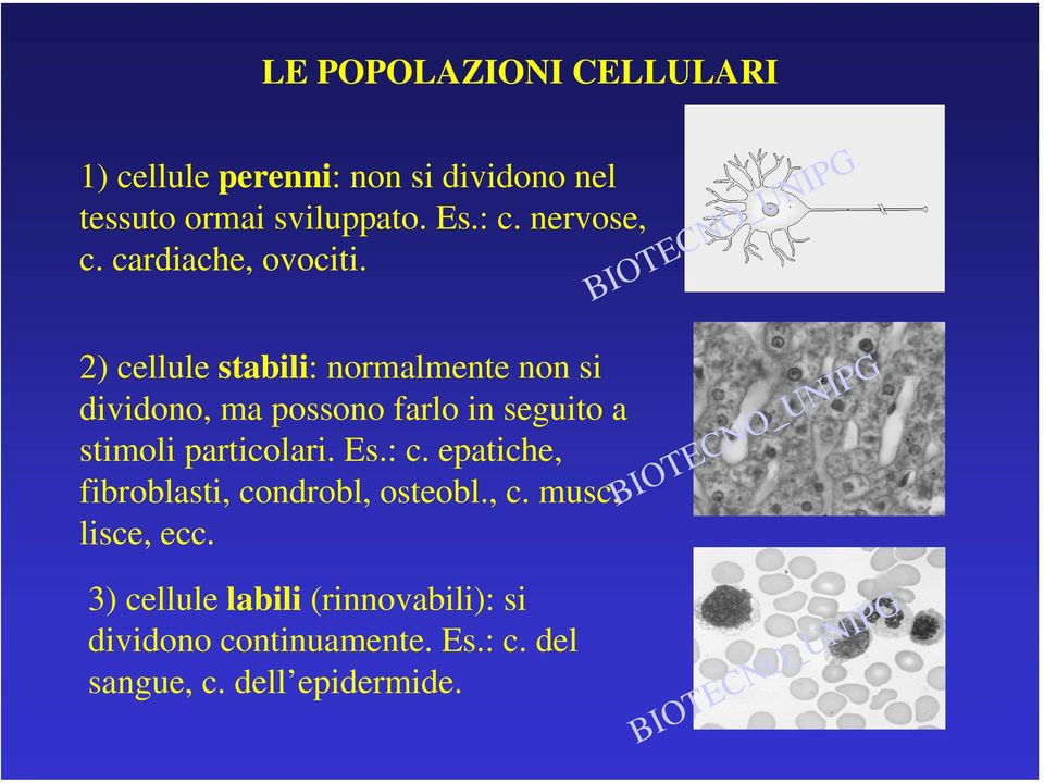 2) cellule stabili: normalmente non si dividono, ma possono farlo in seguito a stimoli particolari.
