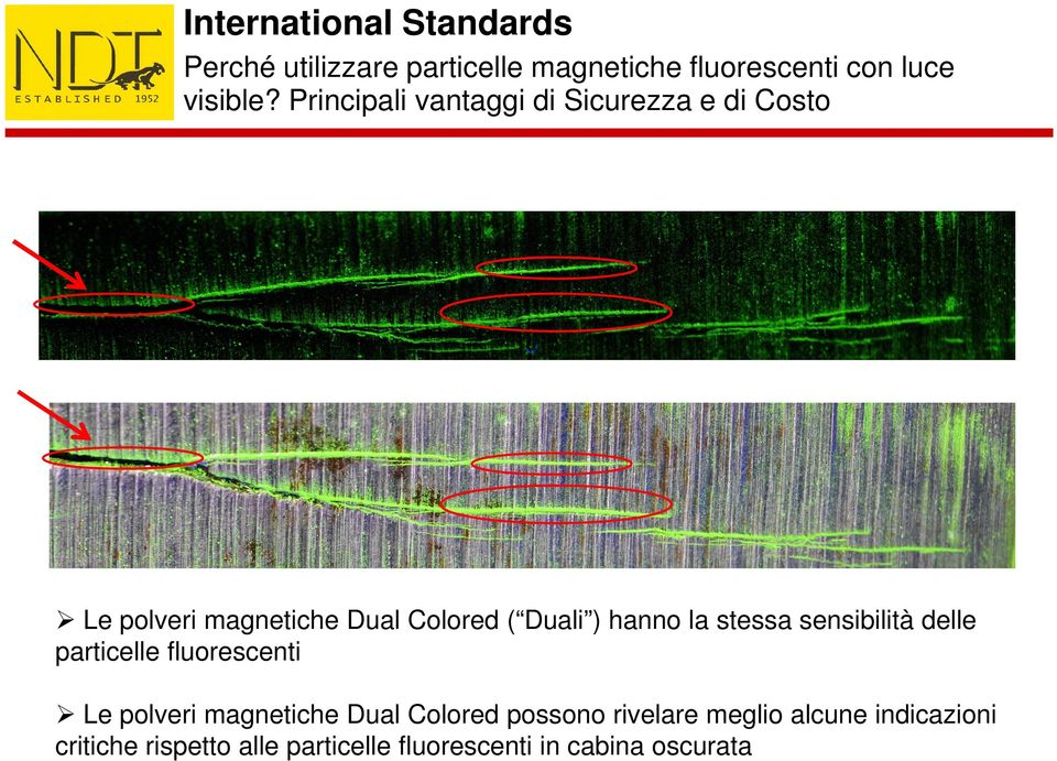 la stessa sensibilità delle particelle fluorescenti Le polveri magnetiche Dual Colored possono