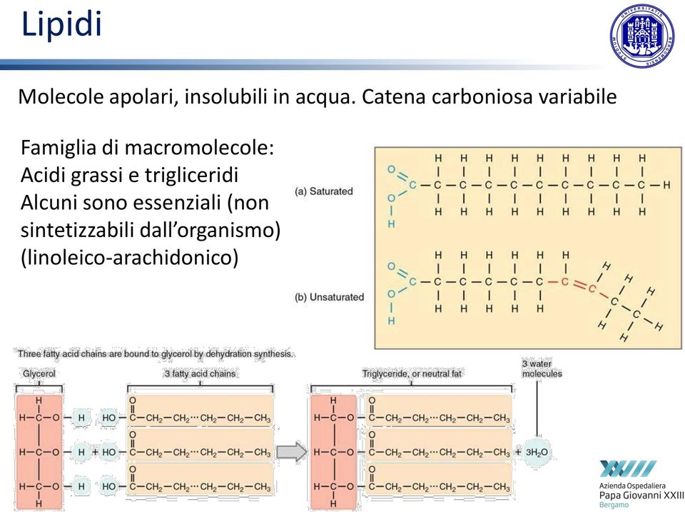 macromolecole: Acidi grassi e trigliceridi Alcuni