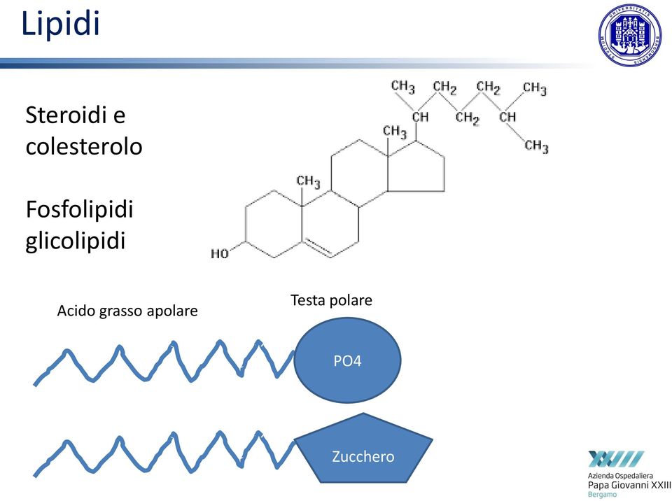 glicolipidi Acido grasso