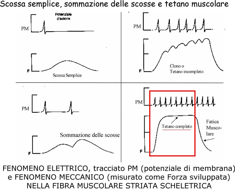 tracciato PM (potenziale di membrana) e FENOMENO MECCANICO